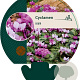 Cyclamen coum GM P9