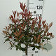Photinia fraseri Carré Rouge 80 cm stam 7,5L