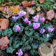 Cyclamen hederifolium GM P9