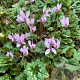 Cyclamen hederifolium GM P9