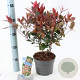 Photinia fraseri 'Little Red Robin' 20-25 cm 2,0L