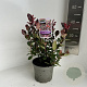 Photinia fraseri 'Little Red Robin' 20-30 cm 2,0L