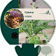 Cynara scolymus GM P9