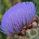 Cynara scolymus GM P9
