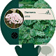 Darmera peltata GM P9