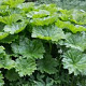 Darmera peltata GM P9