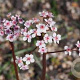 Darmera peltata GM P9