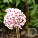 Darmera peltata GM P9