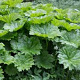 Darmera peltata GM P9