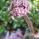Darmera peltata GM P9