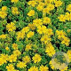 Delosperma congestum GM P9