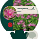 Delosperma cooperi GM P9