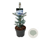 Picea pungens 'Blue Diamond' 30-40 cm 4,5L