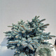 Picea pungens 'Glauca Globosa' 100-125 cm cont. 130L solitair