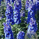 Delphinium 'Harlekin' GM P9