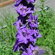 Delphinium (P) 'Magic Fountain' GM P9
