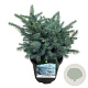 Picea pungens 'Karpaten' 40-50 cm 15L