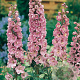 Delphinium (P) 'Astolat' GM P9
