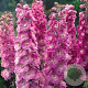 Delphinium (P) 'Astolat' GM P9