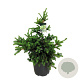 Picea pungens 'Lucky Strike' 60-80 cm 30L extra