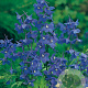 Delphinium (B) 'Bellamosum' GM P9