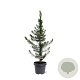 Pinus halepensis 60-80 cm 5,0L