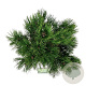 Pinus heldreichii 'Compact Gem' 40-50 cm 15L