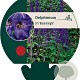 Delphinium (P) 'Black Knight' GM P9
