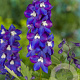 Delphinium (P) 'Black Knight' GM P9