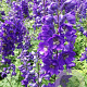 Delphinium (P) 'Black Knight' GM P9
