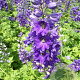 Delphinium (P) 'Black Knight' GM P9