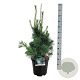 Pinus monticola 'Ammerland' 60-80 cm 15L