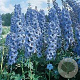 Delphinium 'Blauwal' GM P9