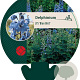 Delphinium (P) 'Blue Bird' GM P9