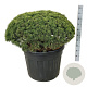 Pinus mugo 'Mops' 80-100 cm cont. 110L solitair