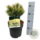 Pinus mugo 'Ophir' 20-25 cm