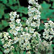 Delphinium (B) 'Casa Blanca' GM P9