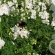 Delphinium (B) 'Casa Blanca' GM P9