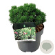 Pinus mugo 'Sherwood Compact' 15-20 cm