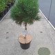 Pinus mugo 'Varella' 40 cm stam 10L