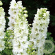 Delphinium (P) 'Galahad' GM P9