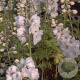 Delphinium (P) 'Galahad' GM P9