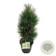 Pinus nigra 'Green Tower' 60-80 cm 15L