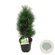 Pinus nigra 'Green Tower' 60-80 cm 15L