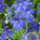 Delphinium gr. 'Blauer Zwerg' GM P9