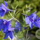 Delphinium gr. 'Blauer Zwerg' GM P9