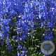 Delphinium (B) 'Piccolo' GM P9