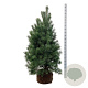 Pinus sylvestris 150-175 cm draadkluit extra