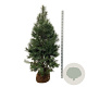 Pinus sylvestris 175-200 cm draadkluit extra