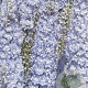 Delphinium (P) 'Summer Skies' GM P9